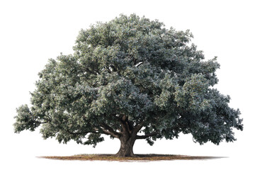 Mature, full-bodied tree, light gray-green foliage, wide canopy, against black background