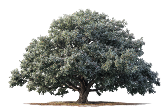 Mature, full-bodied tree, light gray-green foliage, wide canopy, against black background