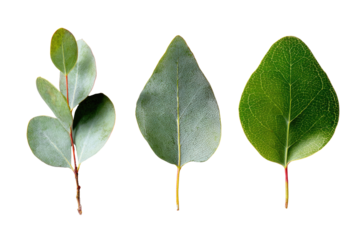 Close-up of three eucalyptus leaves, varying in shape and size, against a black background.  The leaves exhibit a range of shades of green and subtle texture.  Stems are visible