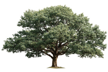 Mature oak tree, full canopy, isolated (1)