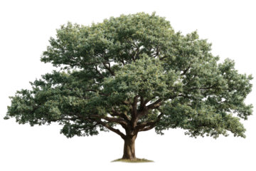 Mature oak tree, full canopy, isolated (1)