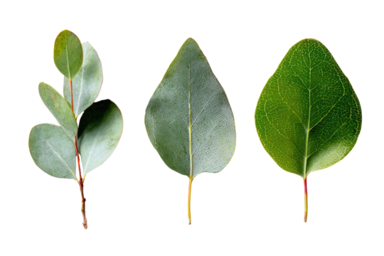 Close-up of three eucalyptus leaves, varying in shape and size, against a black background.  The leaves exhibit a range of shades of green and subtle texture.  Stems are visible