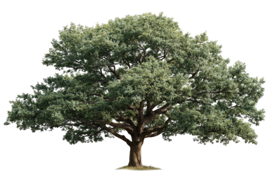 Mature oak tree, full canopy, isolated (1)