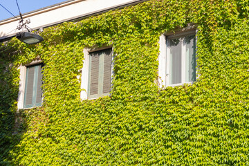 an old house overgrown with green plants