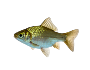 A small golden fish with scales and fins swims against a black background