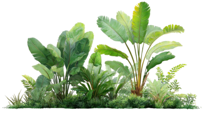 Lush tropical foliage border