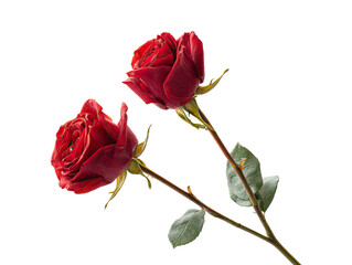Two vibrant red roses on black background.  Close-up view showcasing detailed petals and stems.  Soft lighting emphasizes the rich color and delicate textures