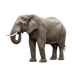 Fototapeta premium Elephant with transparent PNG background