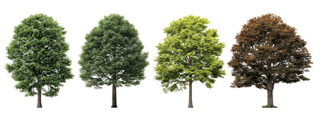 Four trees in varying stages of foliage