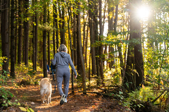 Active senior woman walking with golden retriever into sunlit forest path