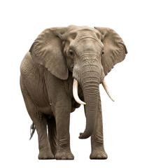 Obraz premium Elephant with transparent PNG background