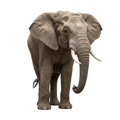 Obraz premium Elephant with transparent PNG background