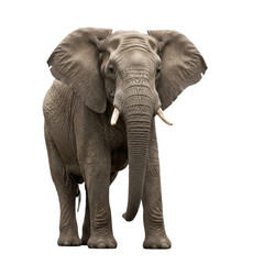 Obraz premium Elephant with transparent PNG background