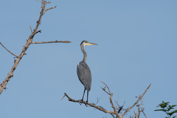 Grey Heron Perched on a Branch Against Clear Blue Sky