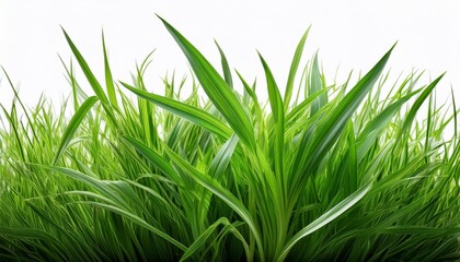 green grass isolated on white background
