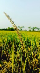 field of wheat