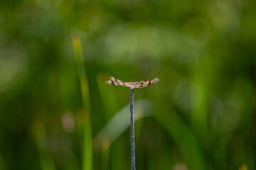 A Halloween pennant dragonfly (celithemis eponina) perched in a marsh in Ontario, Canada.