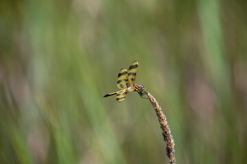 A Halloween pennant dragonfly (celithemis eponina) perched in a marsh in Ontario, Canada.
