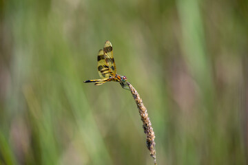 A Halloween pennant dragonfly (celithemis eponina) perched in a marsh in Ontario, Canada.