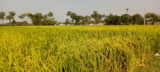 Field of rice in morning views 