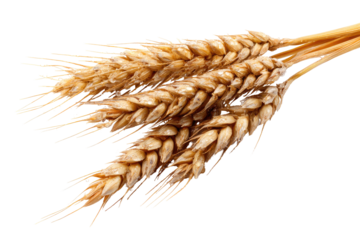 Close-up of wheat ears