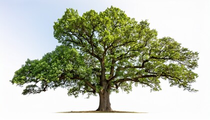 Obraz premium majestic live oak tree isolated on white background cut out