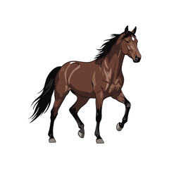 Fototapeta premium black horse isolated on white