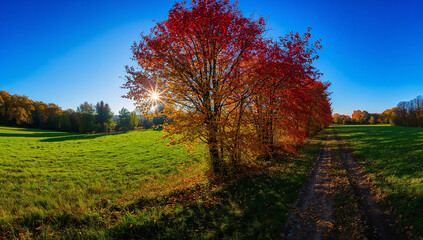 Vibrant autumn trees with red and yellow leaves in a sunny landscape
