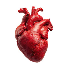 Detailed, vibrant red human heart