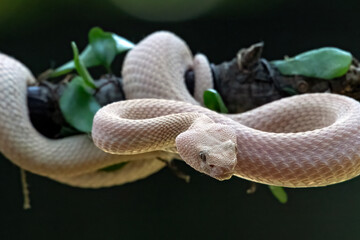 A pink female mangrove pit viper Trimeresurus purpureomaculatus hanging on a branch, close up of female pink mangrove pit viper snake