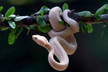 A pink female mangrove pit viper Trimeresurus purpureomaculatus hanging on a branch, close up of female pink mangrove pit viper snake