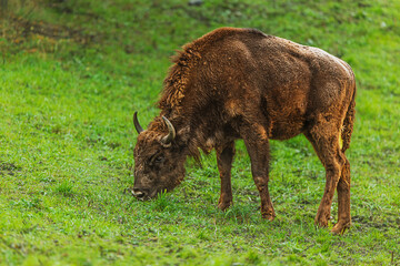 European bison Bison bonasus grazing peacefully on a wet green meadow