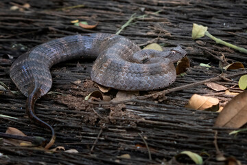 Acanthophis laevis (Smooth-scaled death adder) camouflaged on the ground waiting for its prey, Death adder snakes on the ground