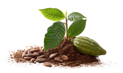 A young cacao plant sprouts from the earth, surrounded by cacao pods and beans