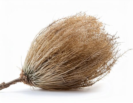 dry tumbleweed isolated on white background cut out
