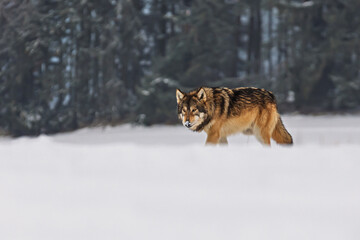 Grey wolf Canis lupus walking cautiously across snowy field near forest edge