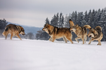 Naklejka premium Grey wolves Canis lupus interacting playfully in snowy winter landscape