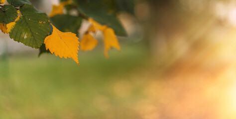 Green to yellow leaf transition with warm sunlight and bokeh