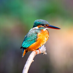 kingfisher on branch