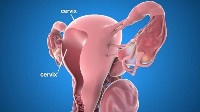 3D medical animation showing the structure of the female reproductive system, including uterus, ovaries, and fallopian tubes. Ideal for medical education and biological visualization