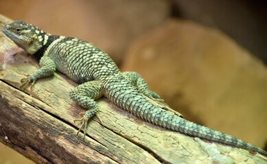 Lézard bleu épineux