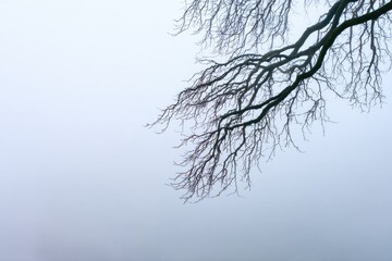 Bare tree branches reach into a hazy, overcast sky.