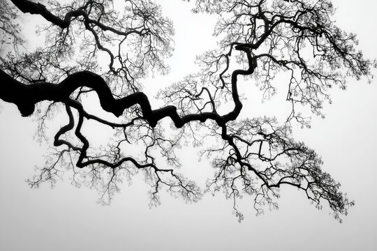 Bare branches of a large tree reach out against a foggy sky.