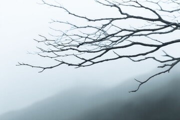 Bare tree branches extend across a hazy sky on a misty day.