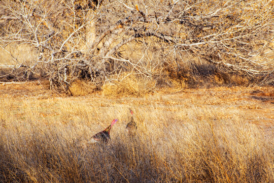 Two wild turkey (Meleagris gallopavo) walking through dry golden grass in Bosque del Apache National Wildlife Refuge, New Mexico, USA. 