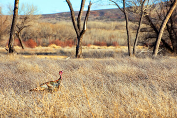 A wild turkey (Meleagris gallopavo) walking through dry golden grass in Bosque del Apache National Wildlife Refuge, New Mexico, USA. 