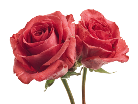 Two vibrant, deep-red roses, close-up, isolated against black background.  Petals are detailed, exhibiting a slightly textured surface, and a gradient of color.  Stems and buds are visible