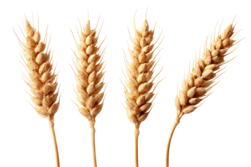 Four wheat stalks, light golden color, close-up view against black background