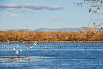 A flock of birds flying low over a calm blue lake surrounded by dry autumn trees and distant mountains under a clear sky. Bosque del Apache National Wildlife Refuge, New Mexico