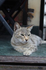 cat on the streets 